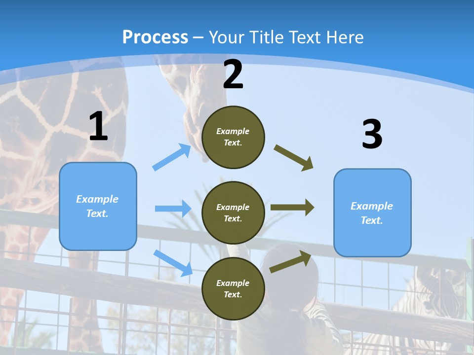 A Woman Feeding A Giraffe Through A Fence PowerPoint Template