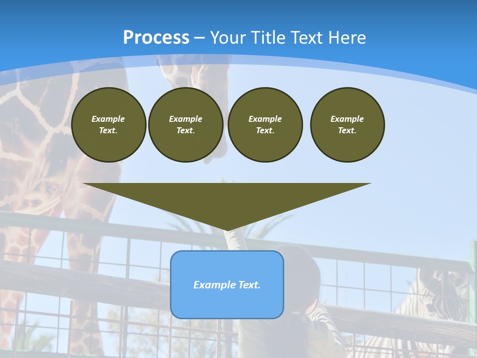 A Woman Feeding A Giraffe Through A Fence PowerPoint Template