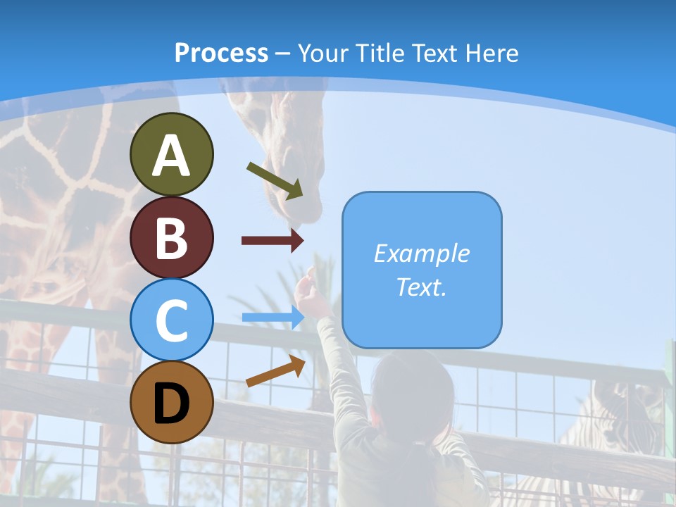 A Woman Feeding A Giraffe Through A Fence PowerPoint Template