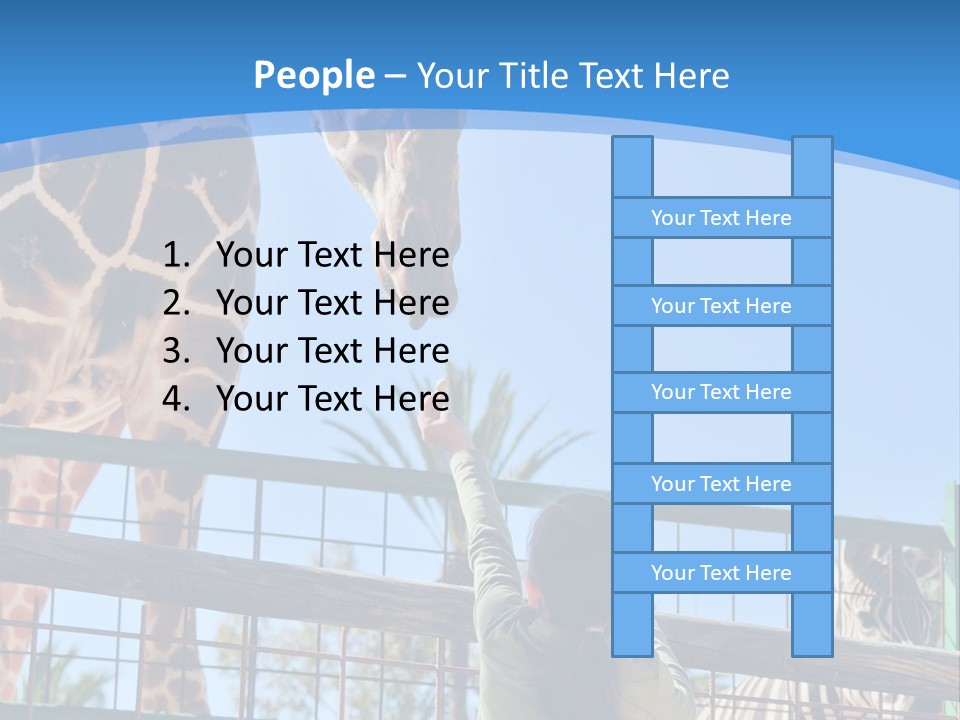 A Woman Feeding A Giraffe Through A Fence PowerPoint Template