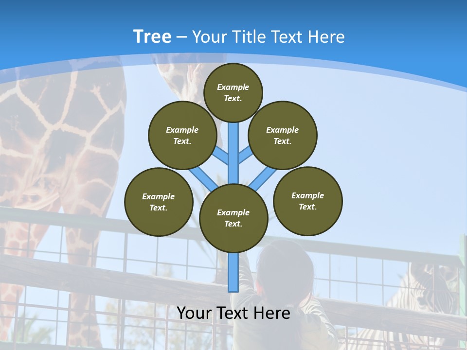 A Woman Feeding A Giraffe Through A Fence PowerPoint Template