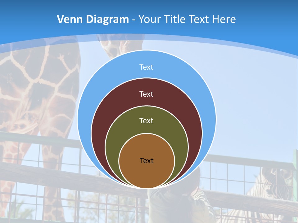 A Woman Feeding A Giraffe Through A Fence PowerPoint Template