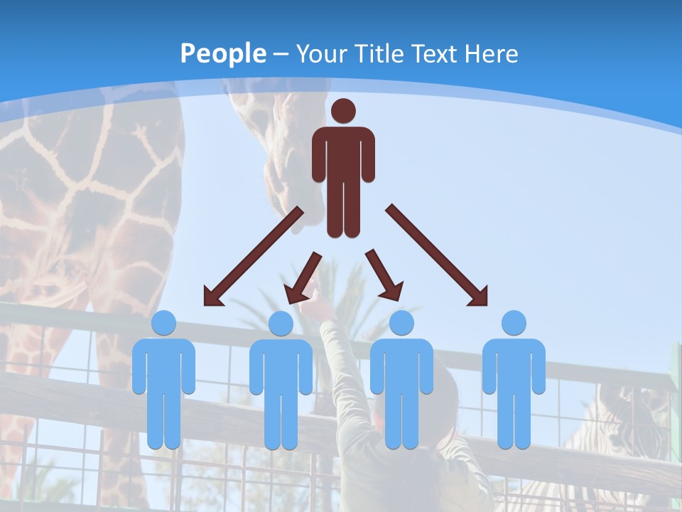 A Woman Feeding A Giraffe Through A Fence PowerPoint Template