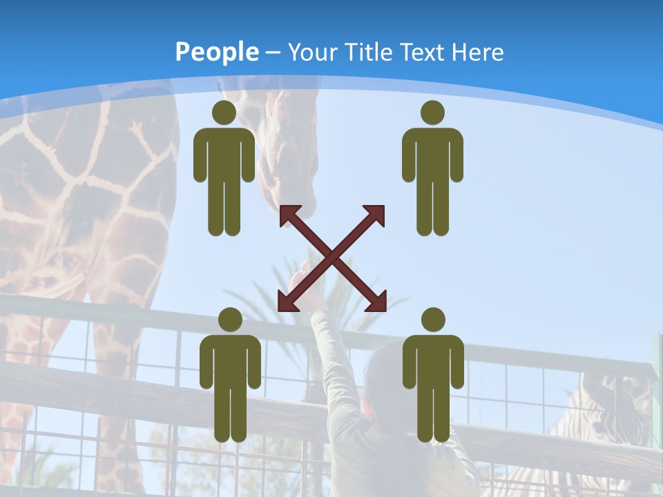 A Woman Feeding A Giraffe Through A Fence PowerPoint Template