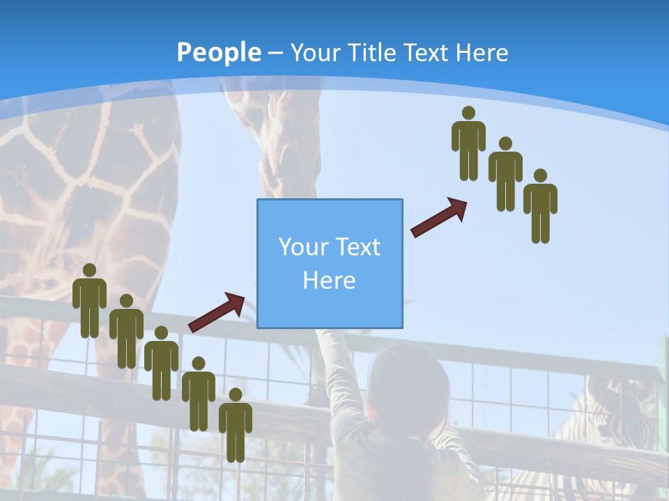 A Woman Feeding A Giraffe Through A Fence PowerPoint Template