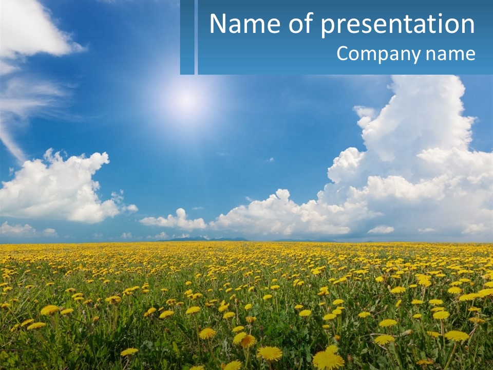 A Field Full Of Yellow Dandelions Under A Blue Sky PowerPoint Template