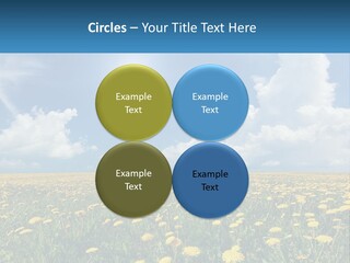 A Field Full Of Yellow Dandelions Under A Blue Sky PowerPoint Template