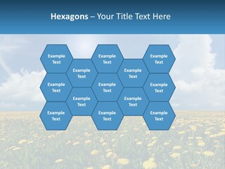 A Field Full Of Yellow Dandelions Under A Blue Sky PowerPoint Template