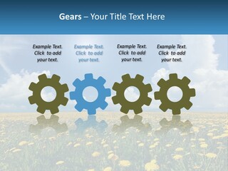 A Field Full Of Yellow Dandelions Under A Blue Sky PowerPoint Template