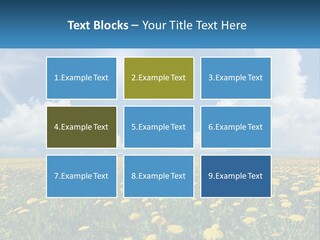 A Field Full Of Yellow Dandelions Under A Blue Sky PowerPoint Template