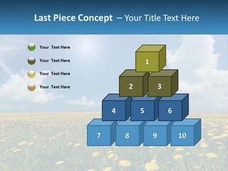 A Field Full Of Yellow Dandelions Under A Blue Sky PowerPoint Template