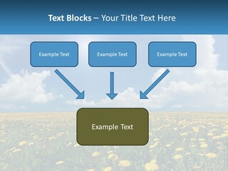 A Field Full Of Yellow Dandelions Under A Blue Sky PowerPoint Template