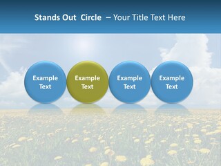 A Field Full Of Yellow Dandelions Under A Blue Sky PowerPoint Template