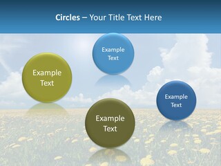 A Field Full Of Yellow Dandelions Under A Blue Sky PowerPoint Template