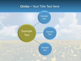 A Field Full Of Yellow Dandelions Under A Blue Sky PowerPoint Template