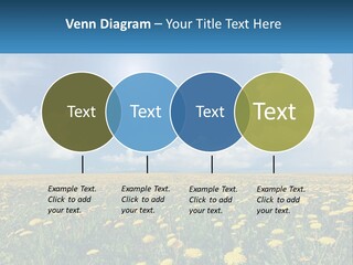 A Field Full Of Yellow Dandelions Under A Blue Sky PowerPoint Template