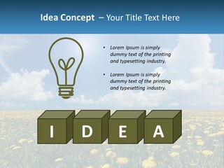 A Field Full Of Yellow Dandelions Under A Blue Sky PowerPoint Template