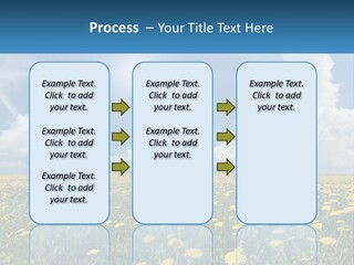 A Field Full Of Yellow Dandelions Under A Blue Sky PowerPoint Template