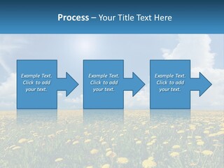 A Field Full Of Yellow Dandelions Under A Blue Sky PowerPoint Template