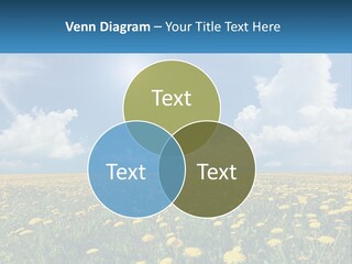 A Field Full Of Yellow Dandelions Under A Blue Sky PowerPoint Template