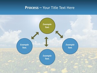 A Field Full Of Yellow Dandelions Under A Blue Sky PowerPoint Template