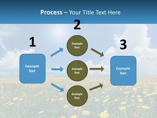 A Field Full Of Yellow Dandelions Under A Blue Sky PowerPoint Template