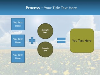 A Field Full Of Yellow Dandelions Under A Blue Sky PowerPoint Template