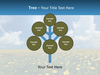 A Field Full Of Yellow Dandelions Under A Blue Sky PowerPoint Template