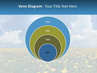 A Field Full Of Yellow Dandelions Under A Blue Sky PowerPoint Template