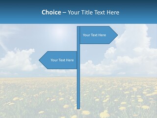 A Field Full Of Yellow Dandelions Under A Blue Sky PowerPoint Template