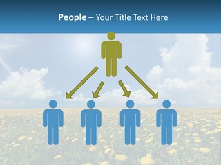 A Field Full Of Yellow Dandelions Under A Blue Sky PowerPoint Template