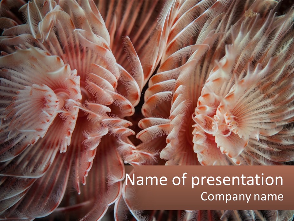 A Group Of Corals With The Words Name Of Presentation PowerPoint Template