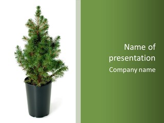A Plant In A Pot On A White Background PowerPoint Template