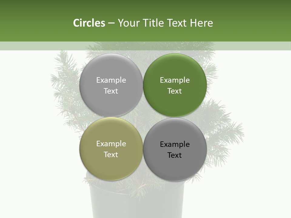 A Plant In A Pot On A White Background PowerPoint Template