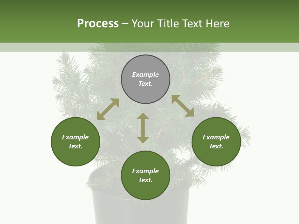 A Plant In A Pot On A White Background PowerPoint Template