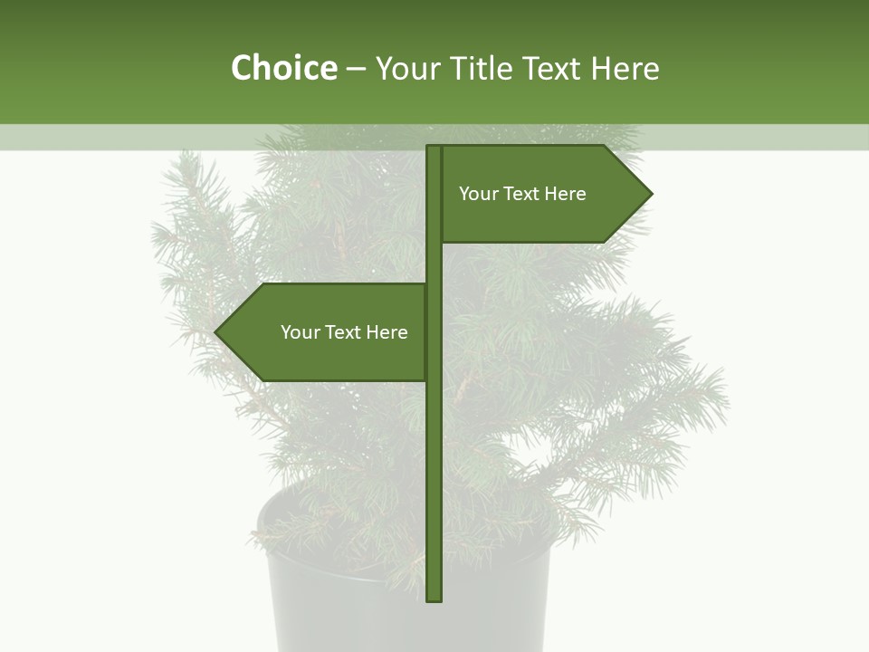 A Plant In A Pot On A White Background PowerPoint Template