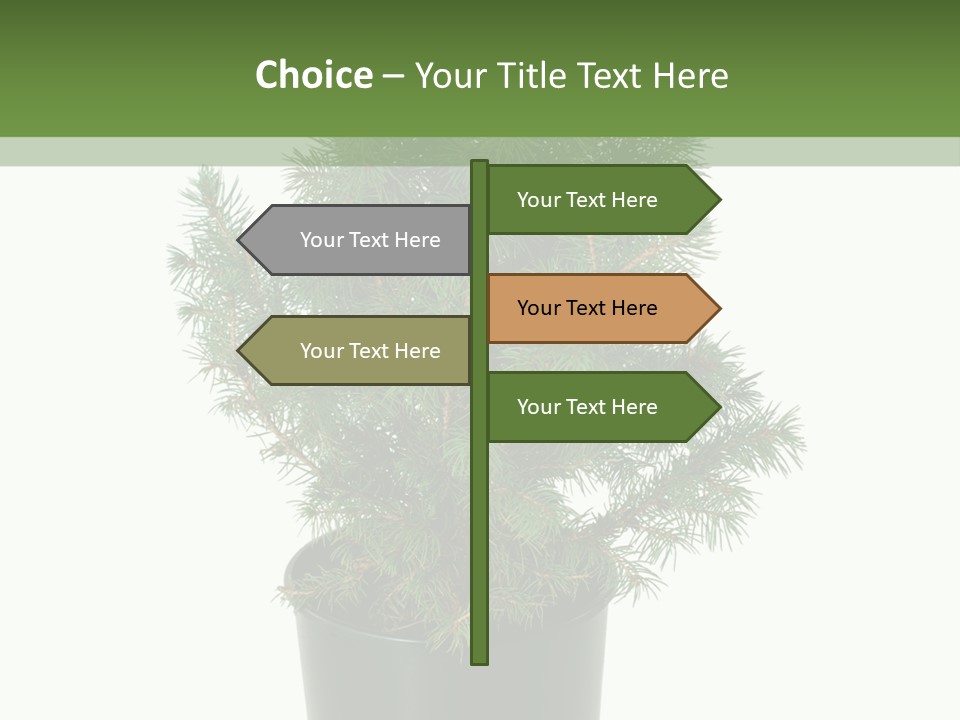 A Plant In A Pot On A White Background PowerPoint Template