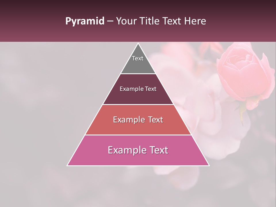 A Pink Rose Is In The Middle Of A Picture PowerPoint Template