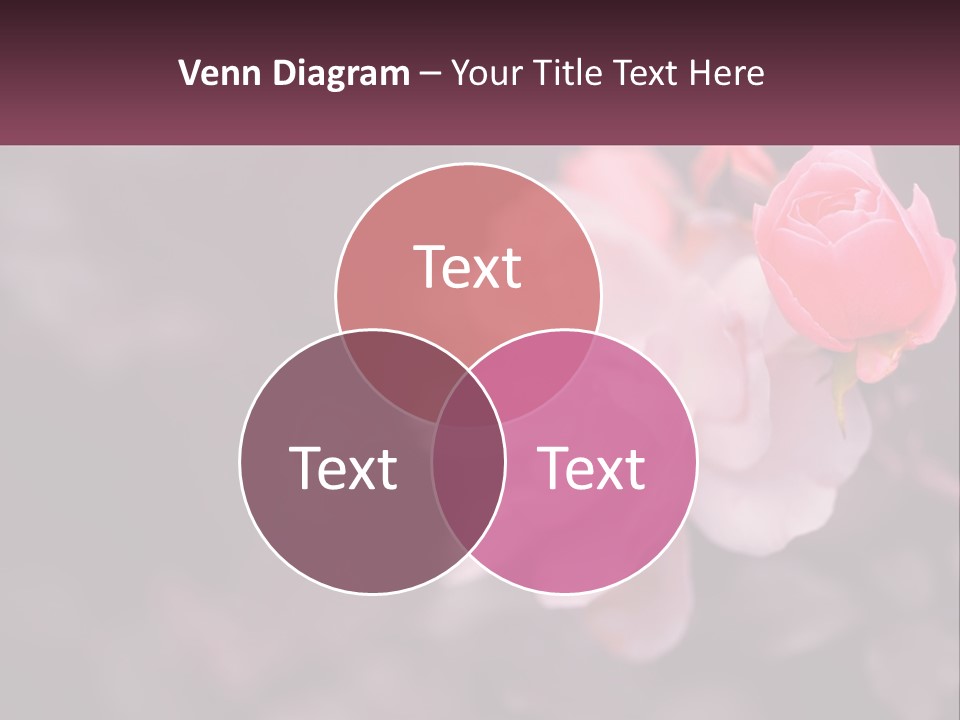 A Pink Rose Is In The Middle Of A Picture PowerPoint Template