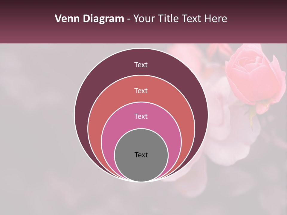 A Pink Rose Is In The Middle Of A Picture PowerPoint Template