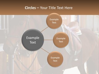 A Brown Horse Standing Next To A Stable PowerPoint Template