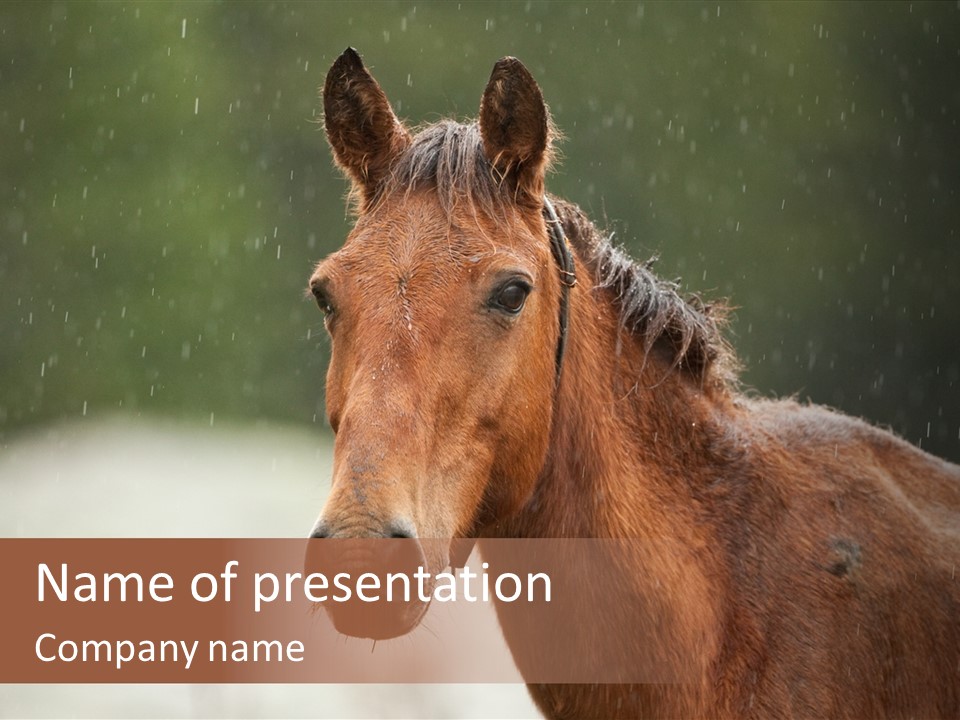 A Brown Horse Standing In The Rain Powerpoint Template PowerPoint Template