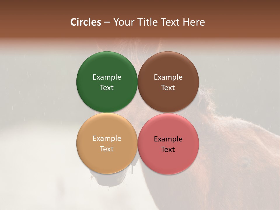 A Brown Horse Standing In The Rain Powerpoint Template PowerPoint Template