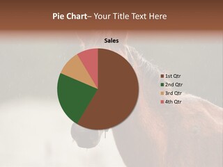 A Brown Horse Standing In The Rain Powerpoint Template PowerPoint Template