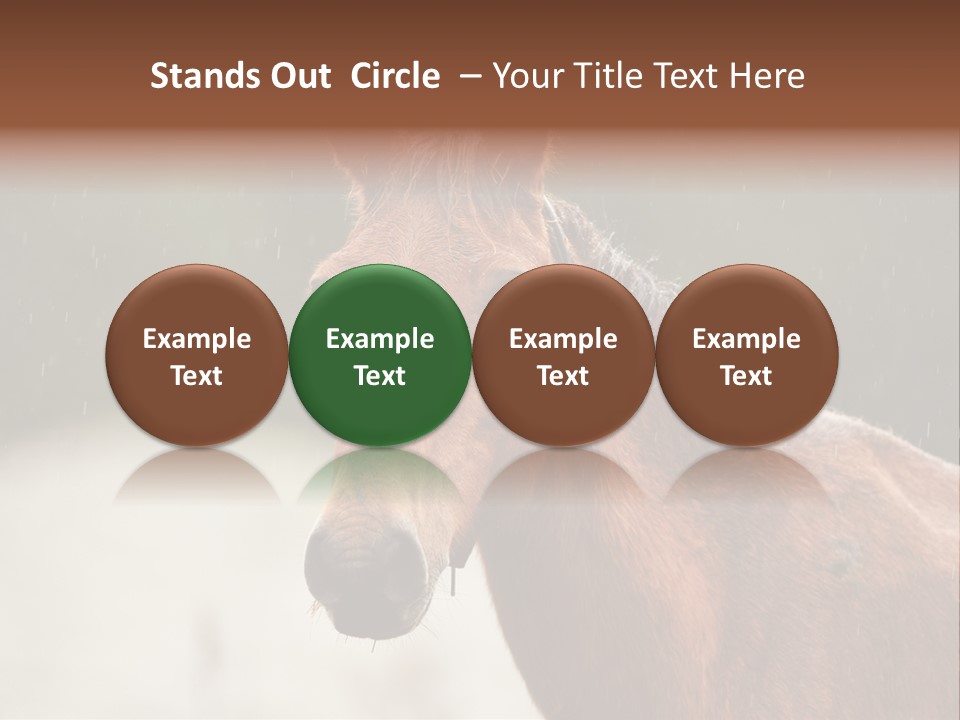A Brown Horse Standing In The Rain Powerpoint Template PowerPoint Template