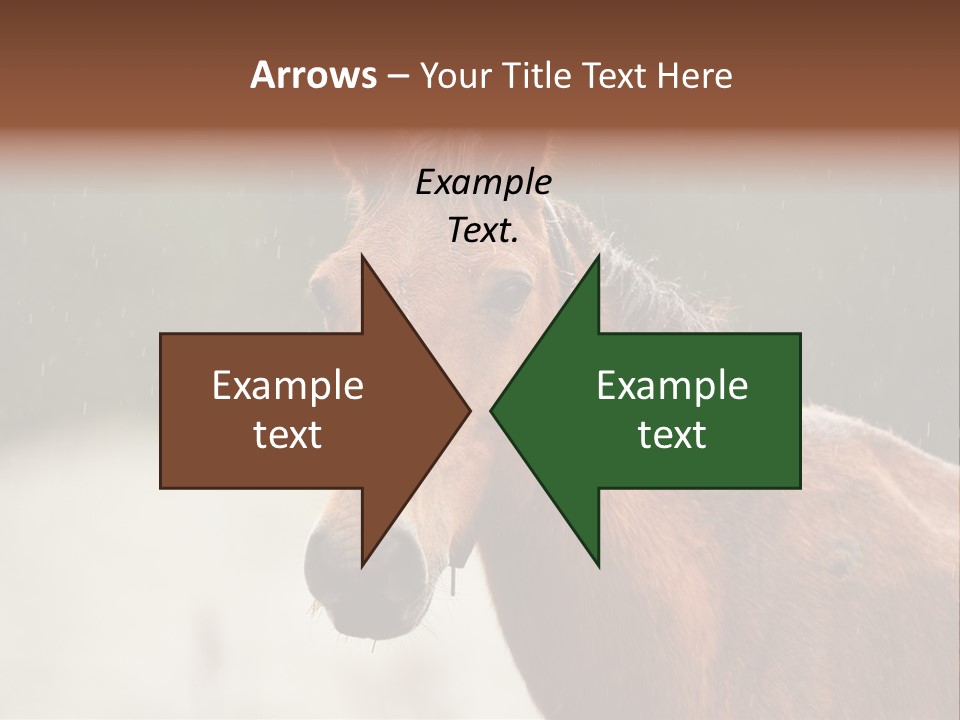 A Brown Horse Standing In The Rain Powerpoint Template PowerPoint Template