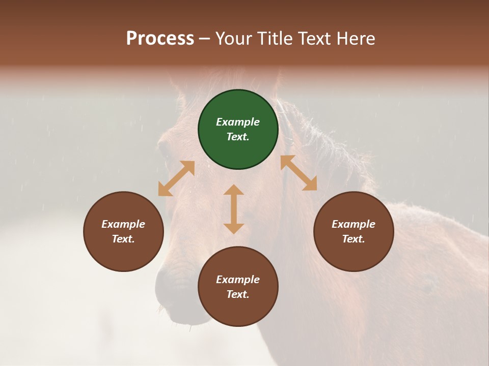 A Brown Horse Standing In The Rain Powerpoint Template PowerPoint Template