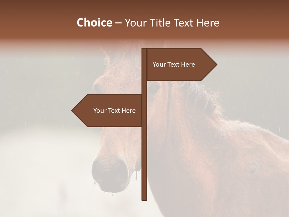 A Brown Horse Standing In The Rain Powerpoint Template PowerPoint Template