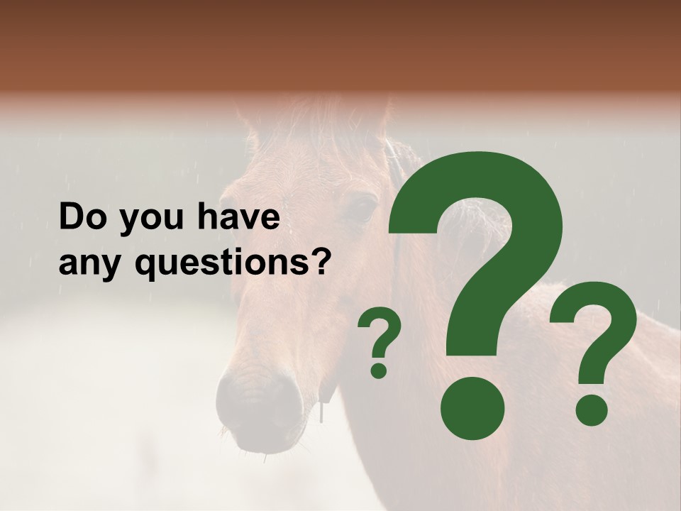 A Brown Horse Standing In The Rain Powerpoint Template PowerPoint Template