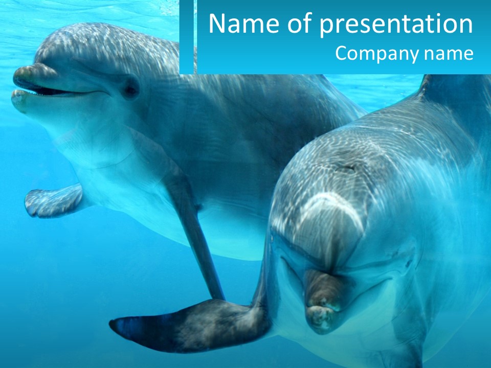 A Couple Of Dolphins Swimming In The Water PowerPoint Template